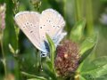 Klaverblauwtje, Cyaniris semiargus